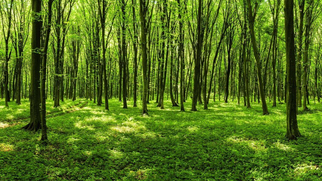 Grüner Wald mit Bäumen